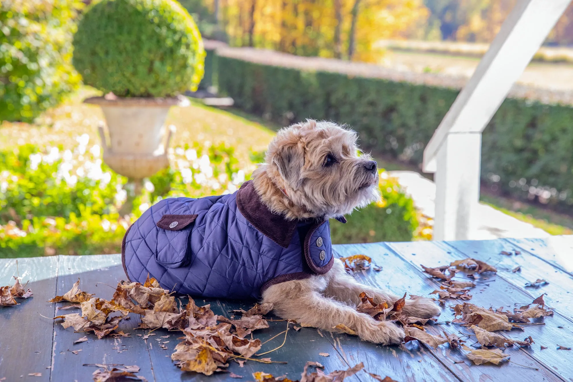 Barn Coat w/Brown Corduroy Collar - 6 Color Options