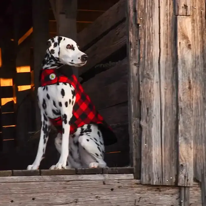 Buffalo Check Fleece Lined Dog Coat